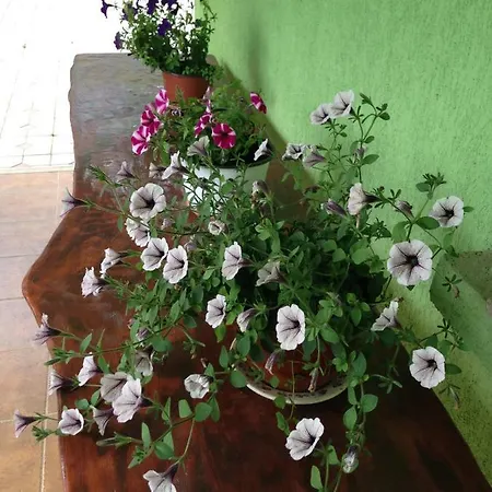 Guest house Vilman House 3*